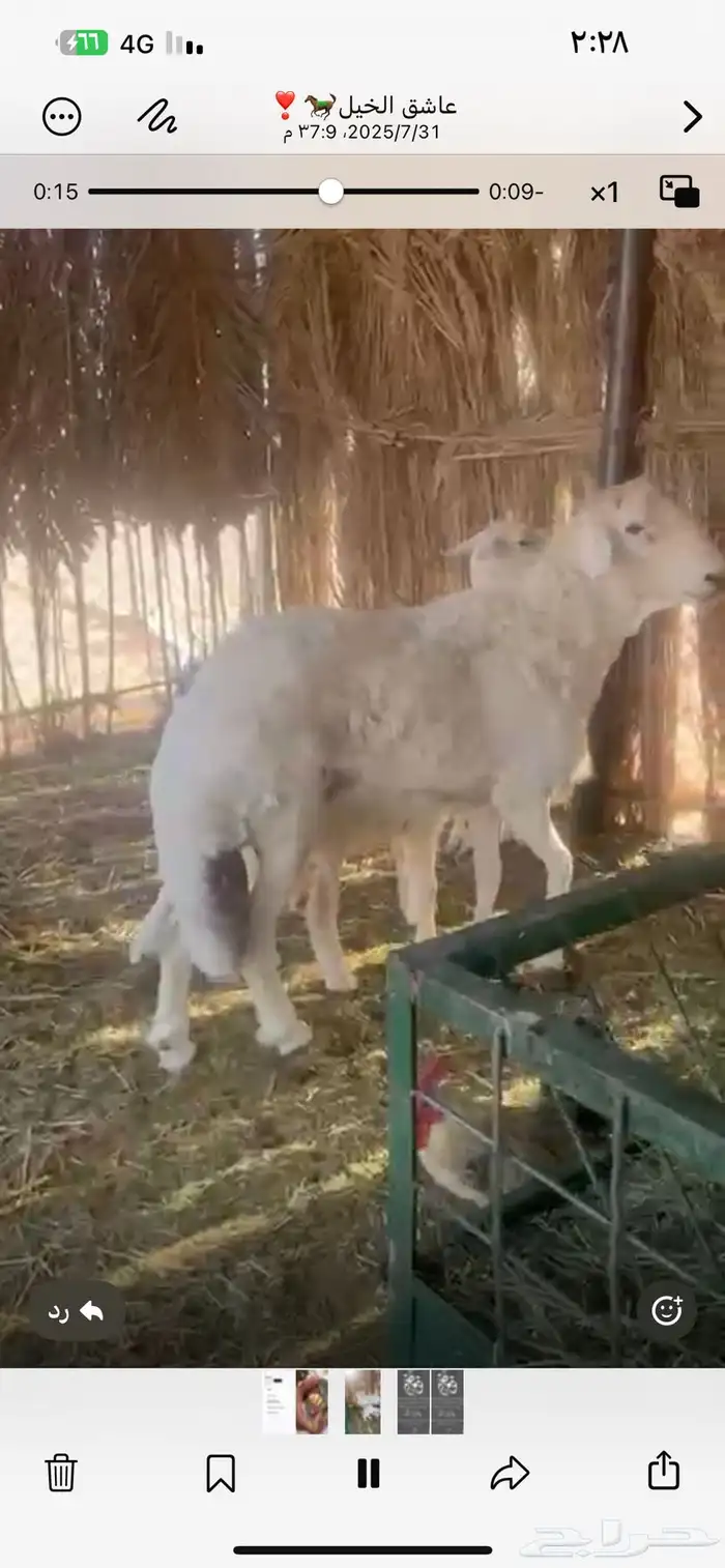 خروف 3