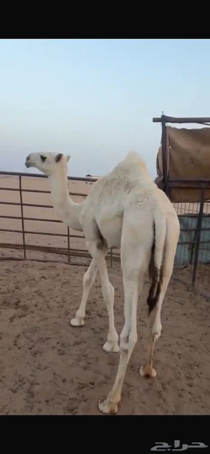 قعدان اثنين فل شحم الموقع جنوب برودان طريق ارين 0