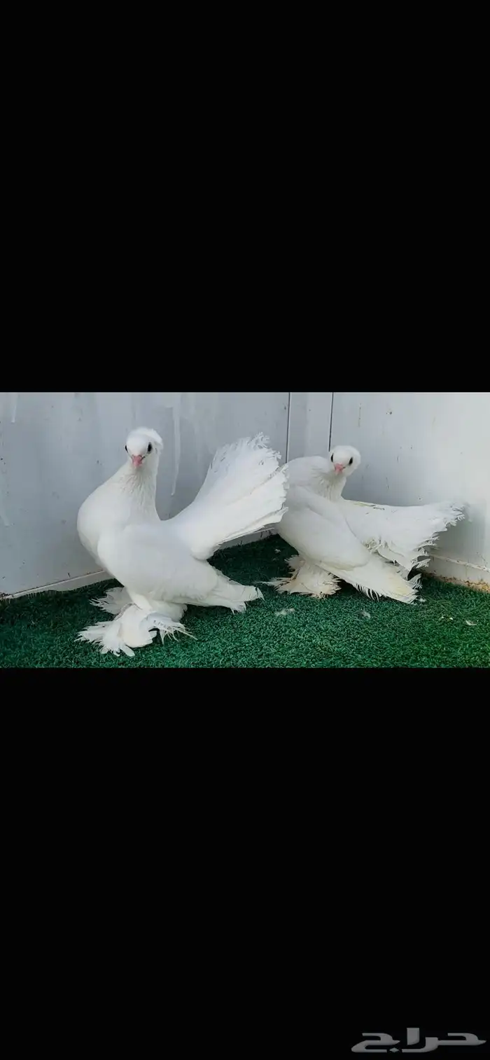 زوج كرنقو ابيض صك 7