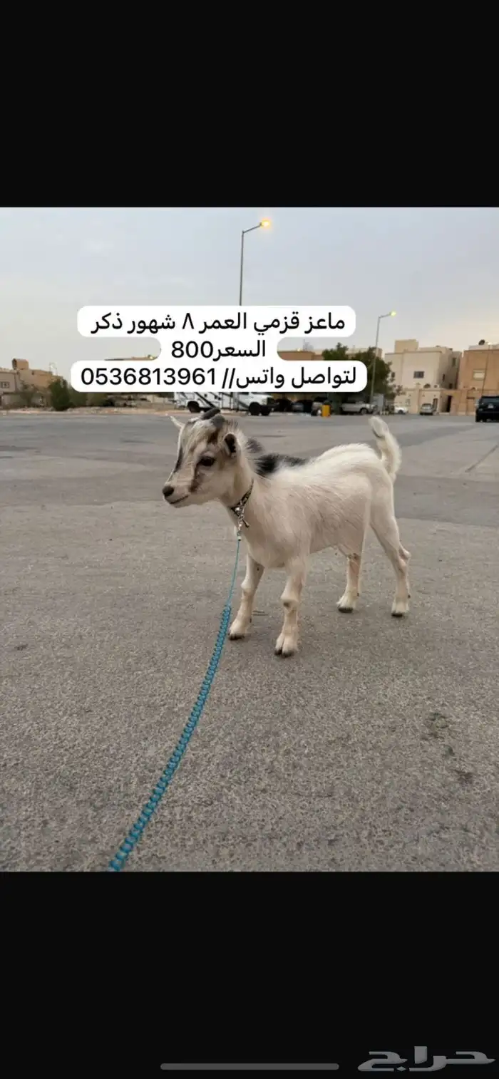 ماعز قزمي 0