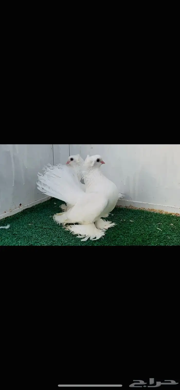 زوج كرنقو ابيض صك 1