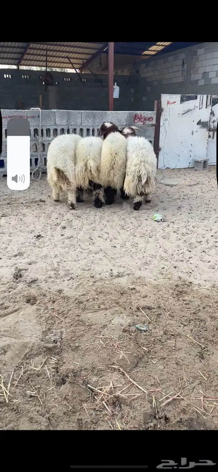 جذعان نعيم بلدي 1