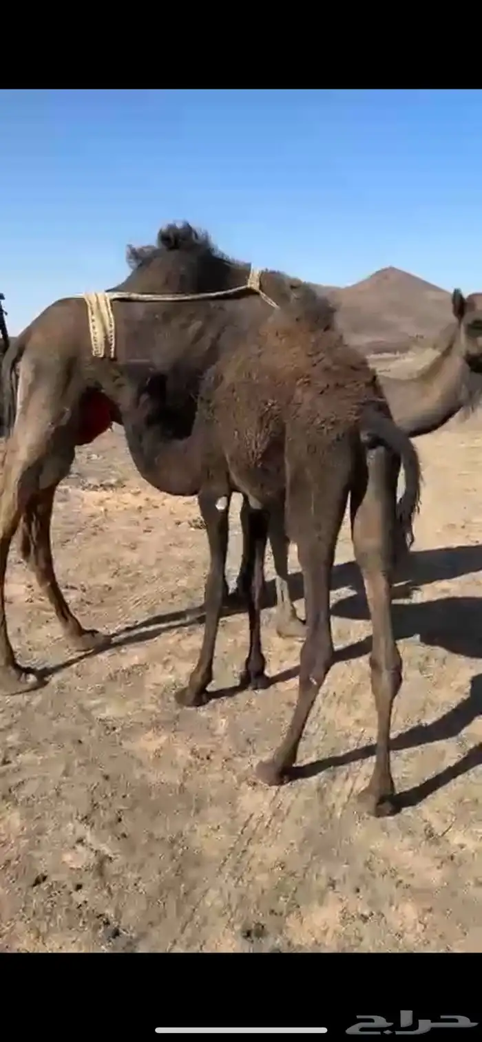 ابل 1