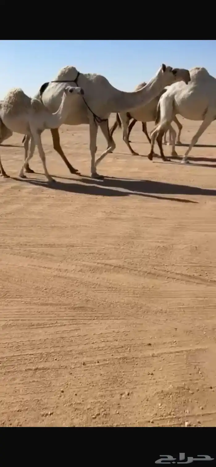 ناقه عشرا حدرها بكره 1