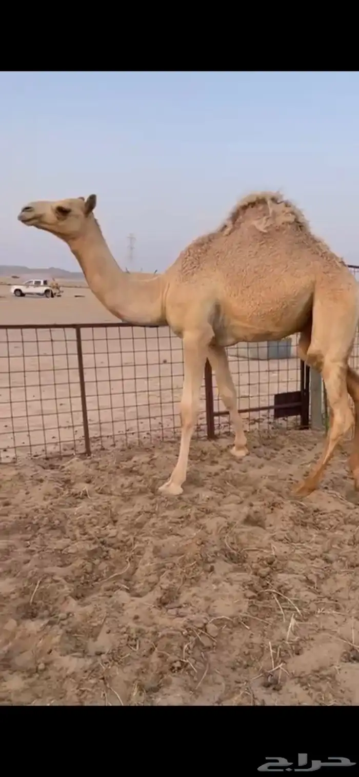 قعود بلدي مفرود للبيع 1