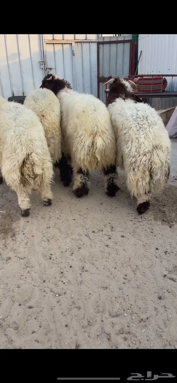 جذعان نعيم بلدي 0