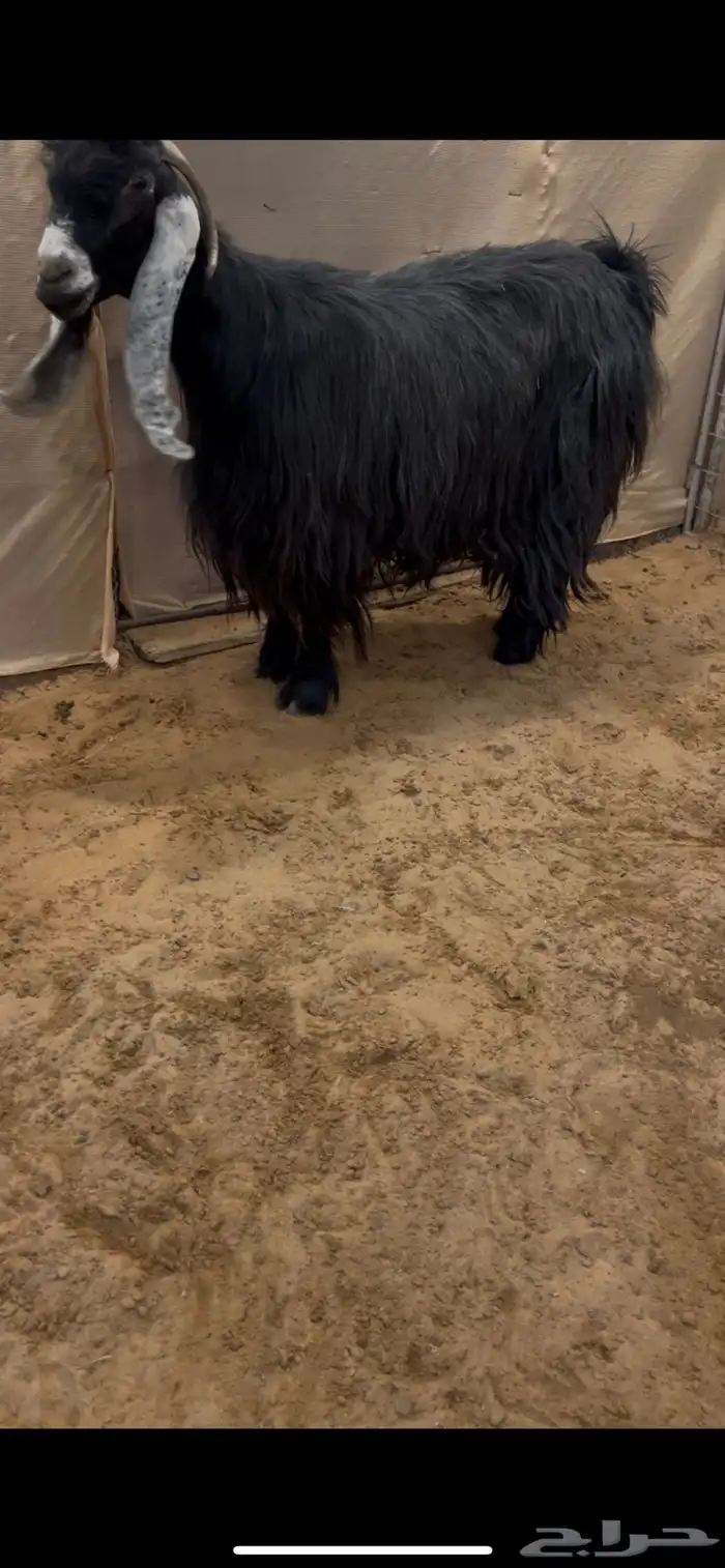 عنز عارضيه خصم 0