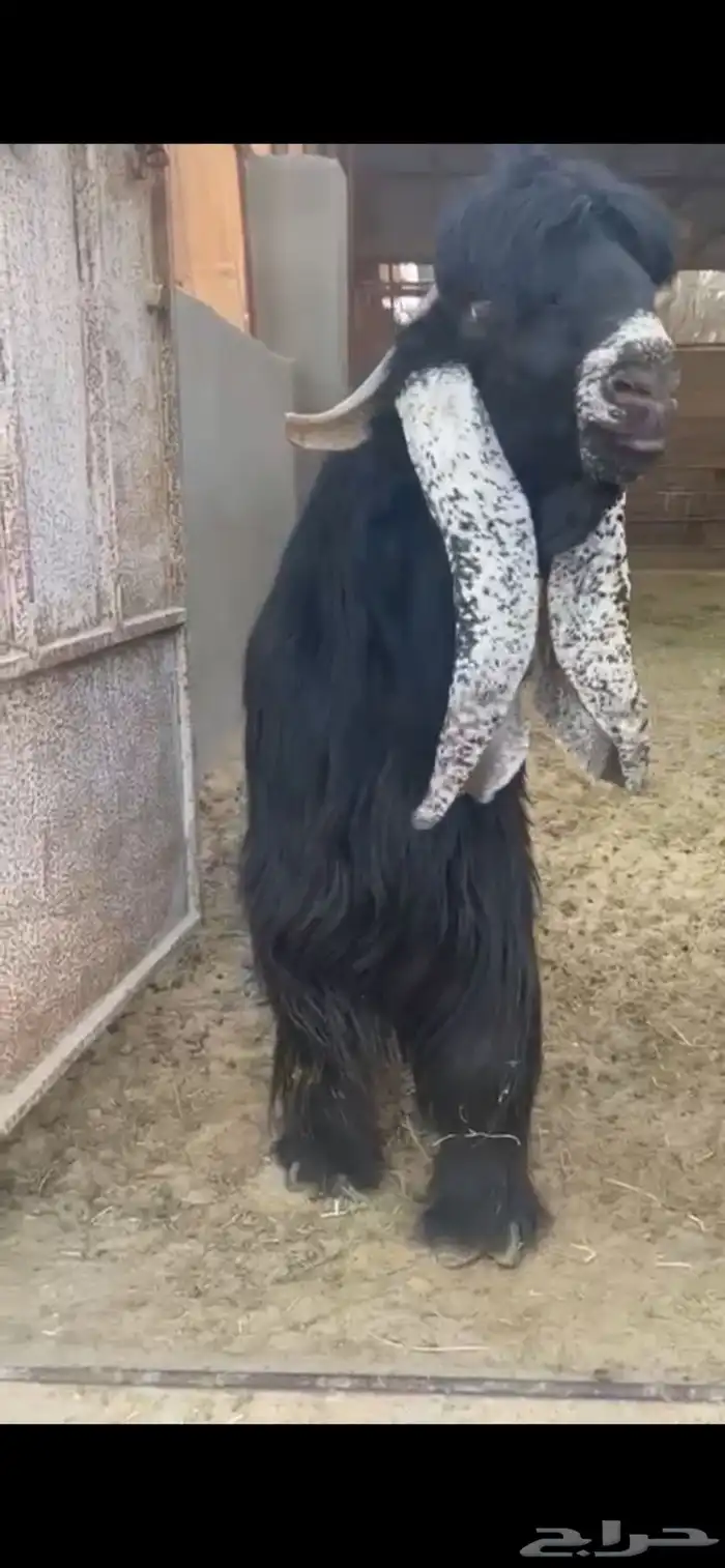 فحل عارضي العدد 2 بالاحساء لهم اعلانين 7