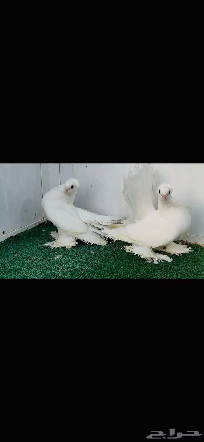 زوج كرنقو ابيض صك 3