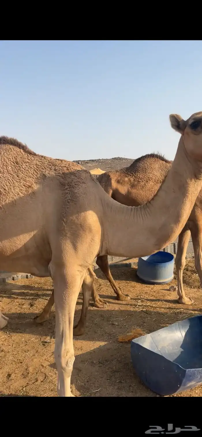 نياق للبيع 6