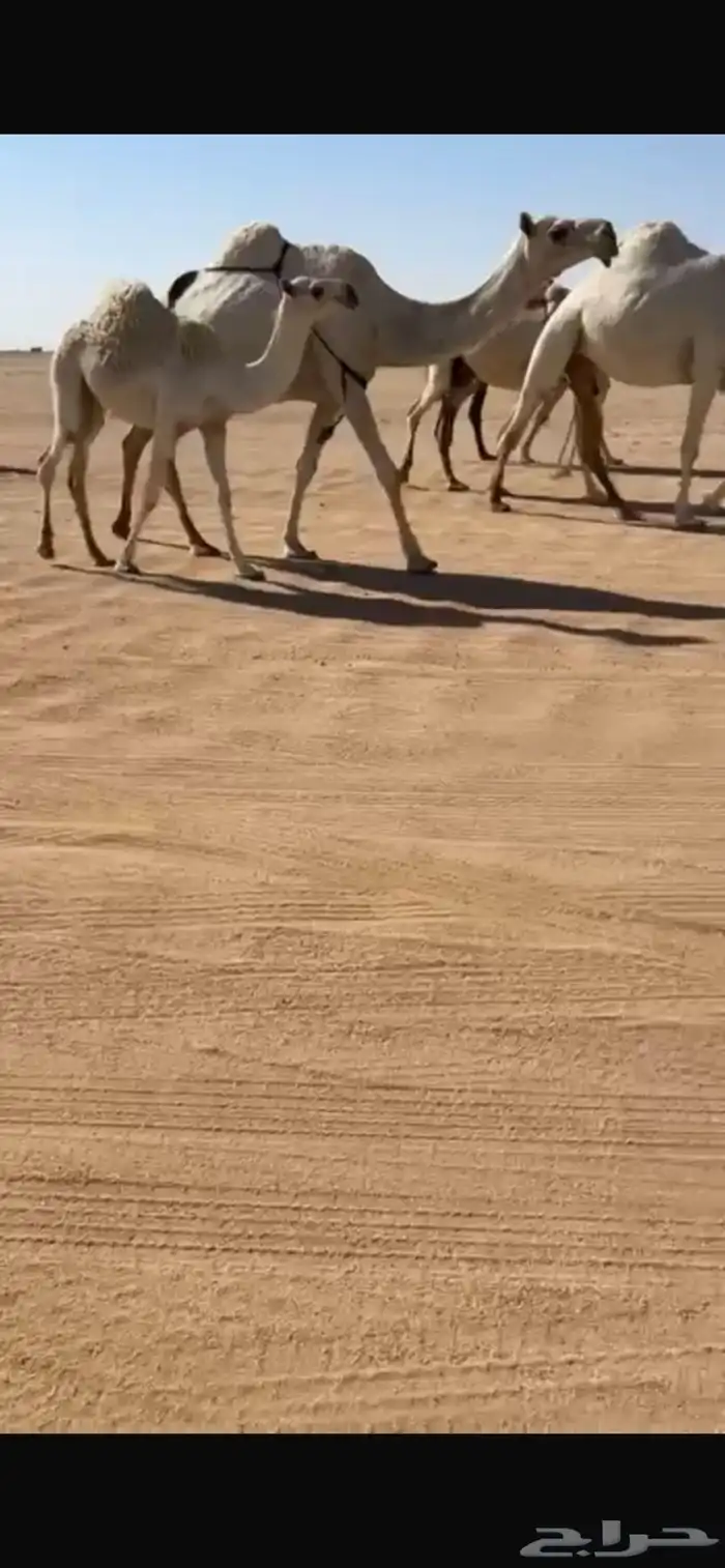 ناقه عشرا حدرها بكره 0