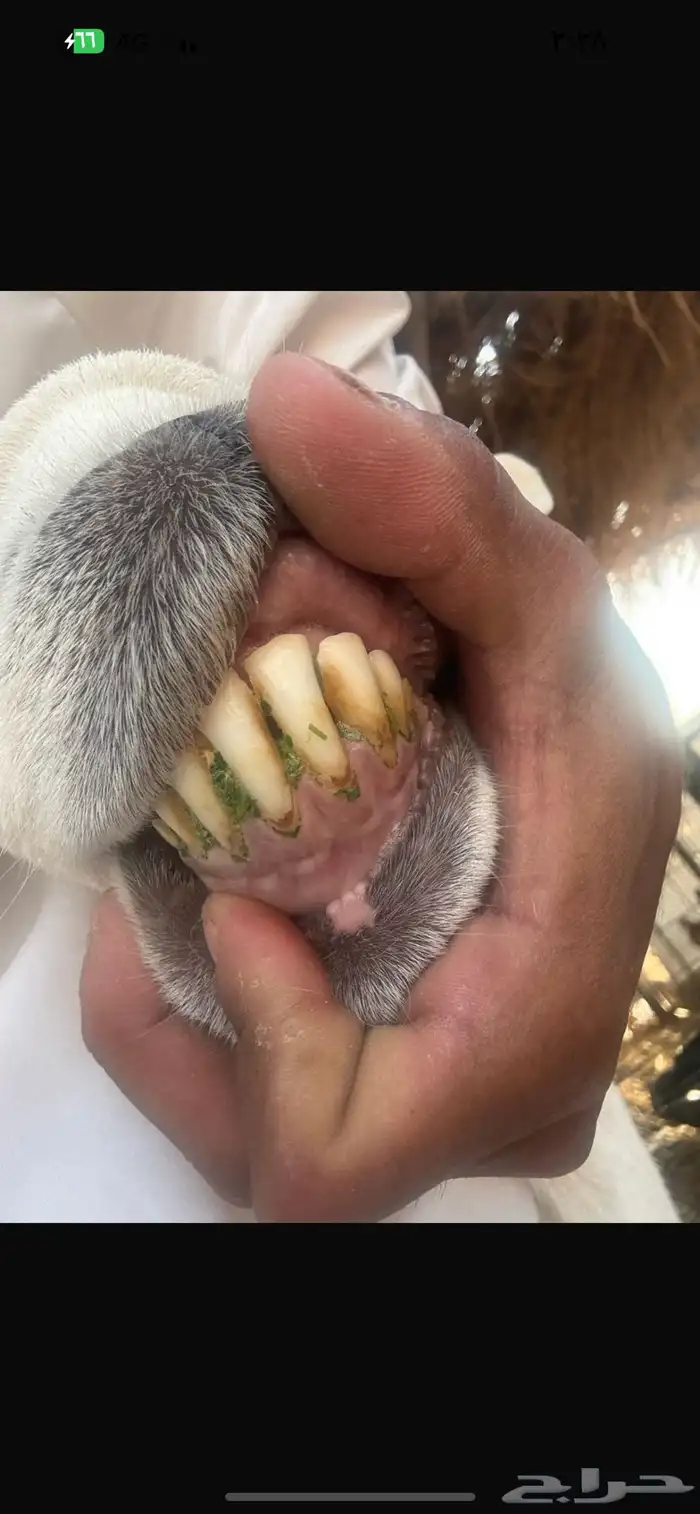 خروف 2