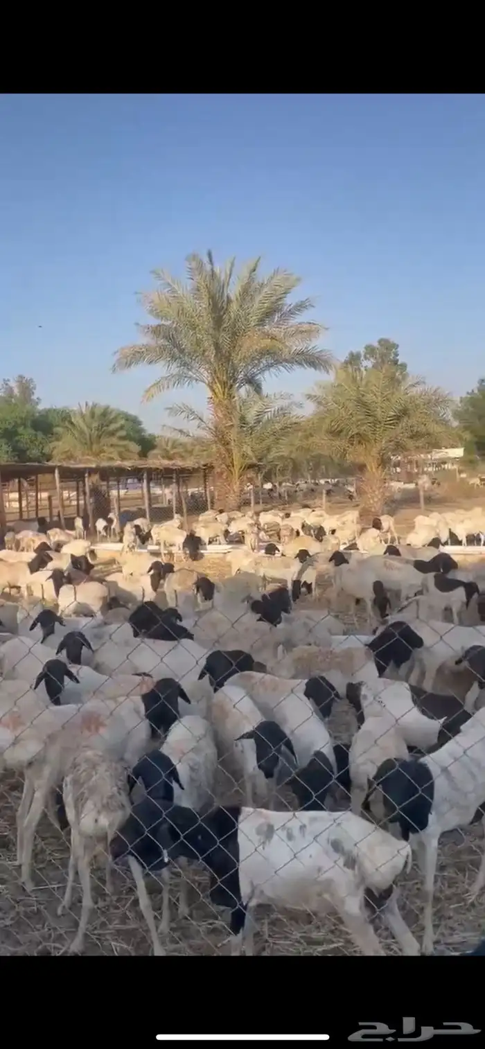 غنم بربري 0