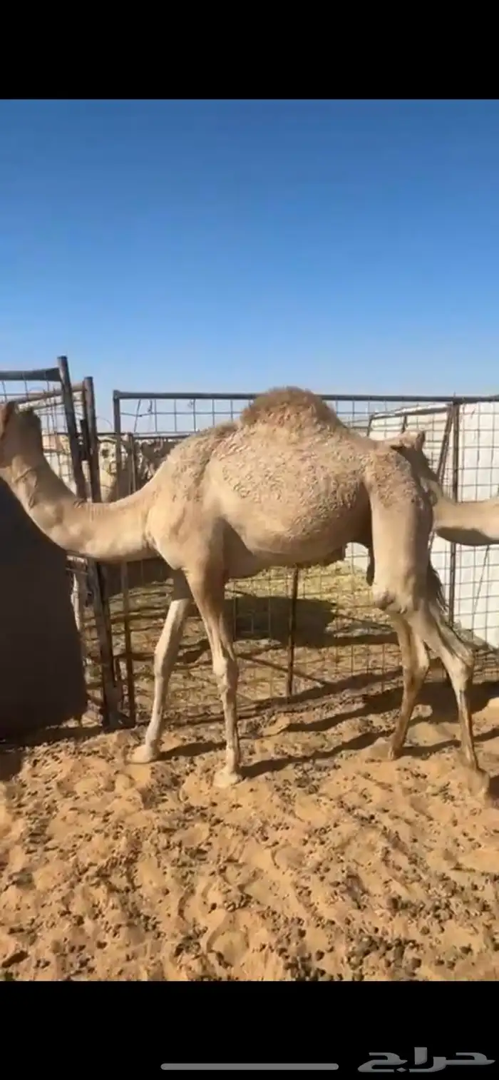 قعود مفرود 1