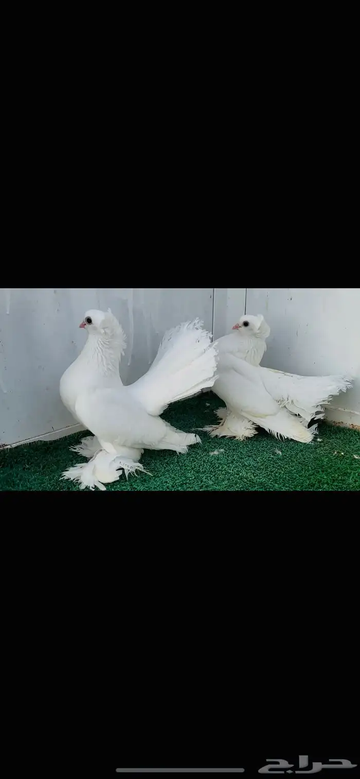 زوج كرنقو ابيض صك 0