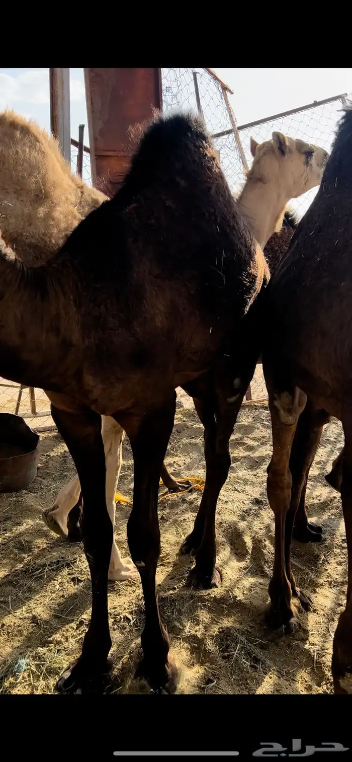 للبيع قعدان قاطعه الاوصااف 0