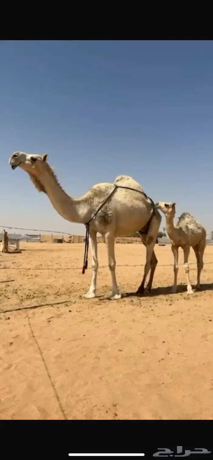 للبيع العشرا على جميع الشروط 1