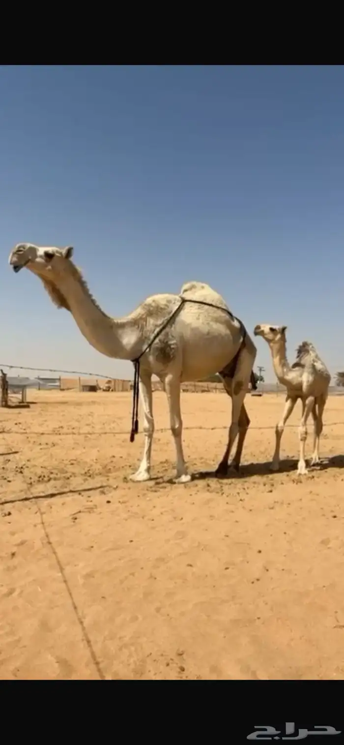 للبيع العشرا على جميع الشروط 0