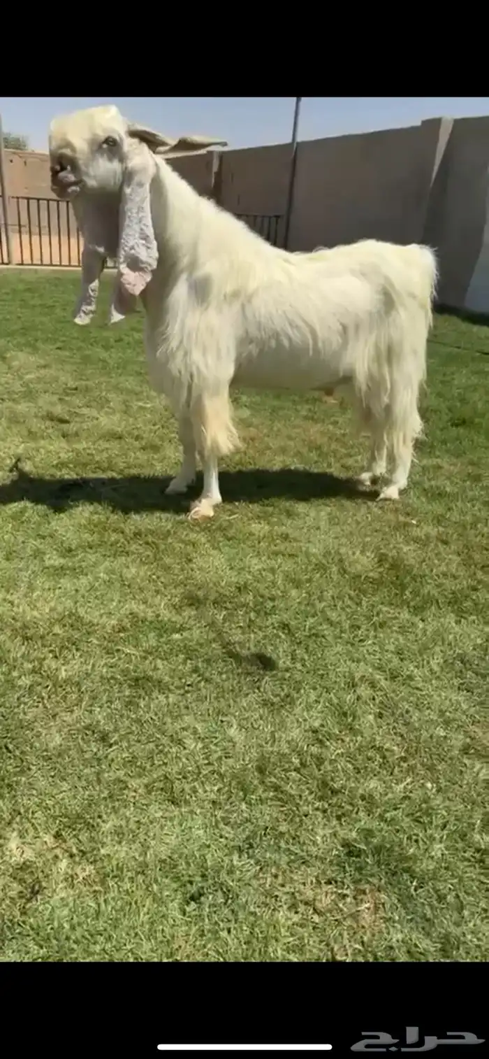تيس مطور نااادر 0