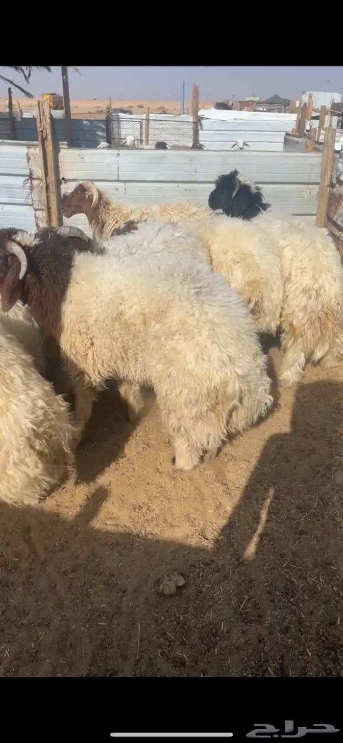 خرفان نعيمي 0
