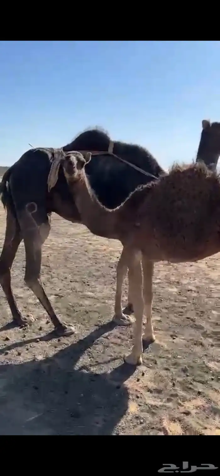 ابل 0