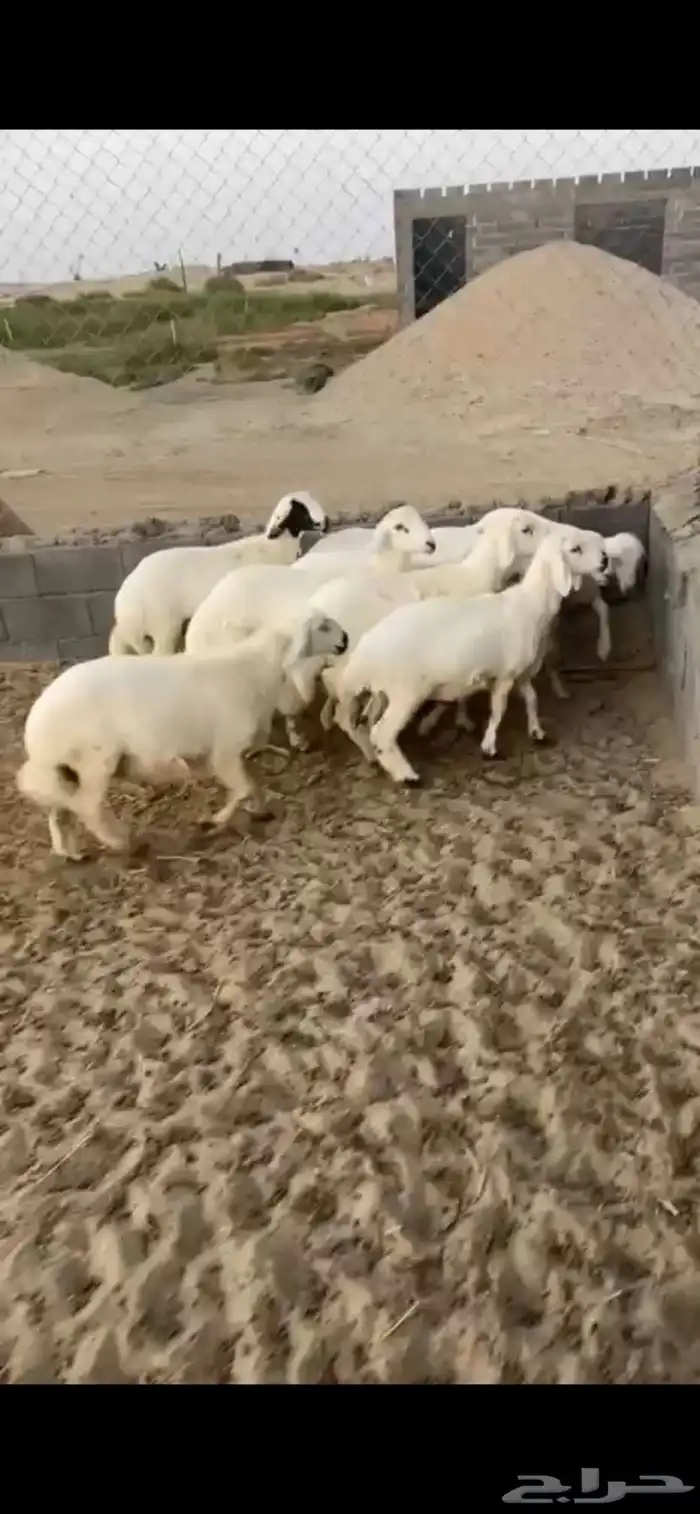 بهم كفو(تم البيع) 0