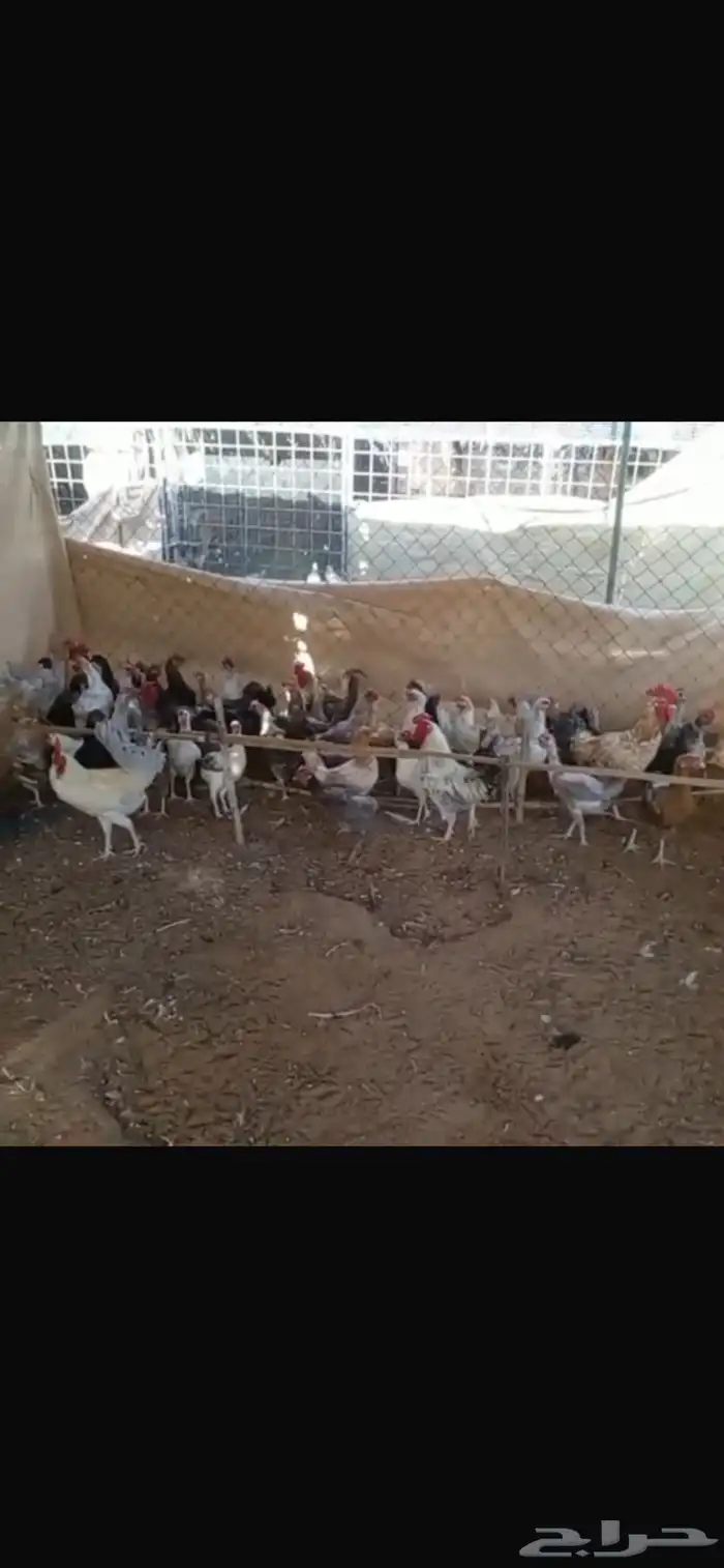 مشروع دواجن 25