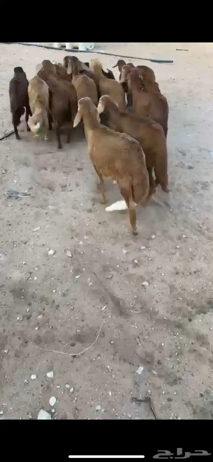 للبيع سواكن حمري 1