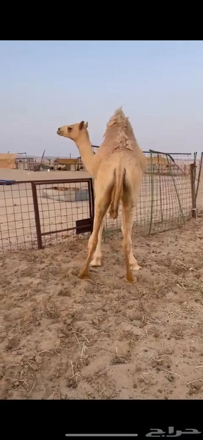 قعود بلدي مفرود للبيع 2