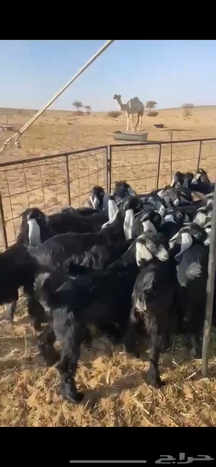 البيع تيوس 0
