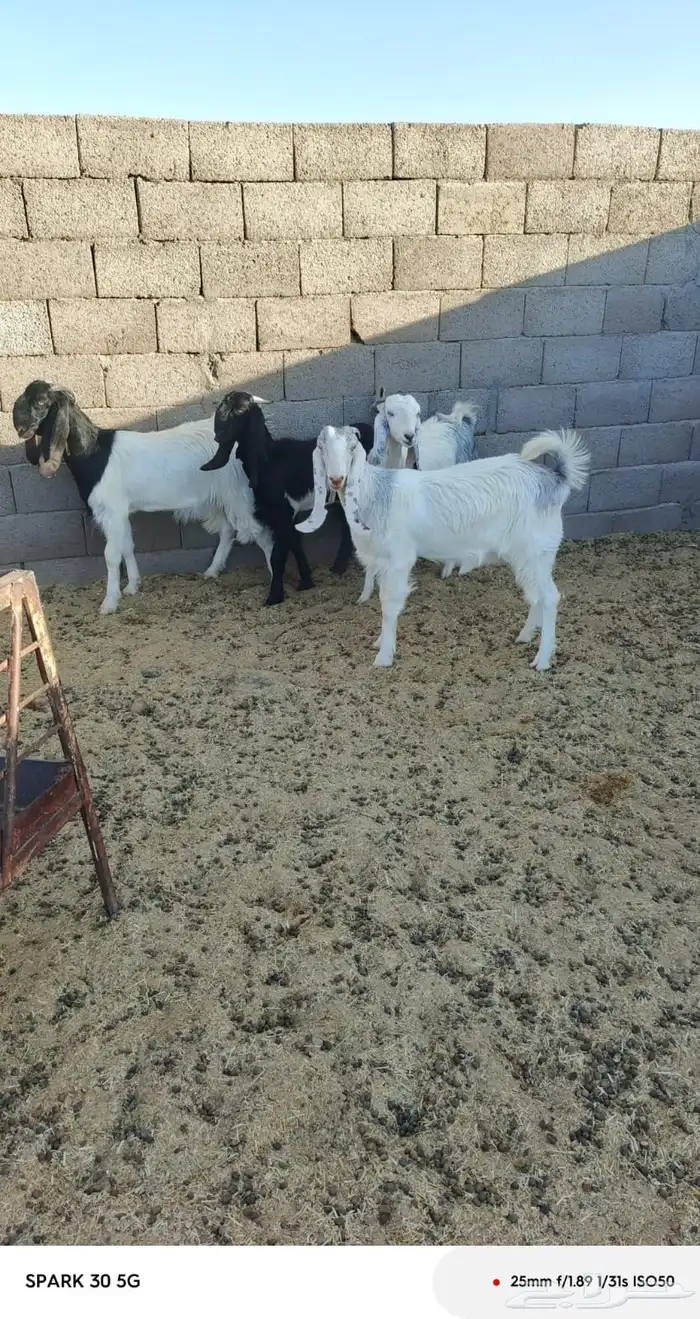 جفار 1