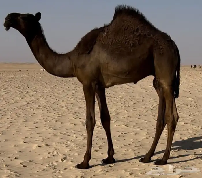 قعود مفرود زيين جدا قعود انتاج مجهم كفو 1