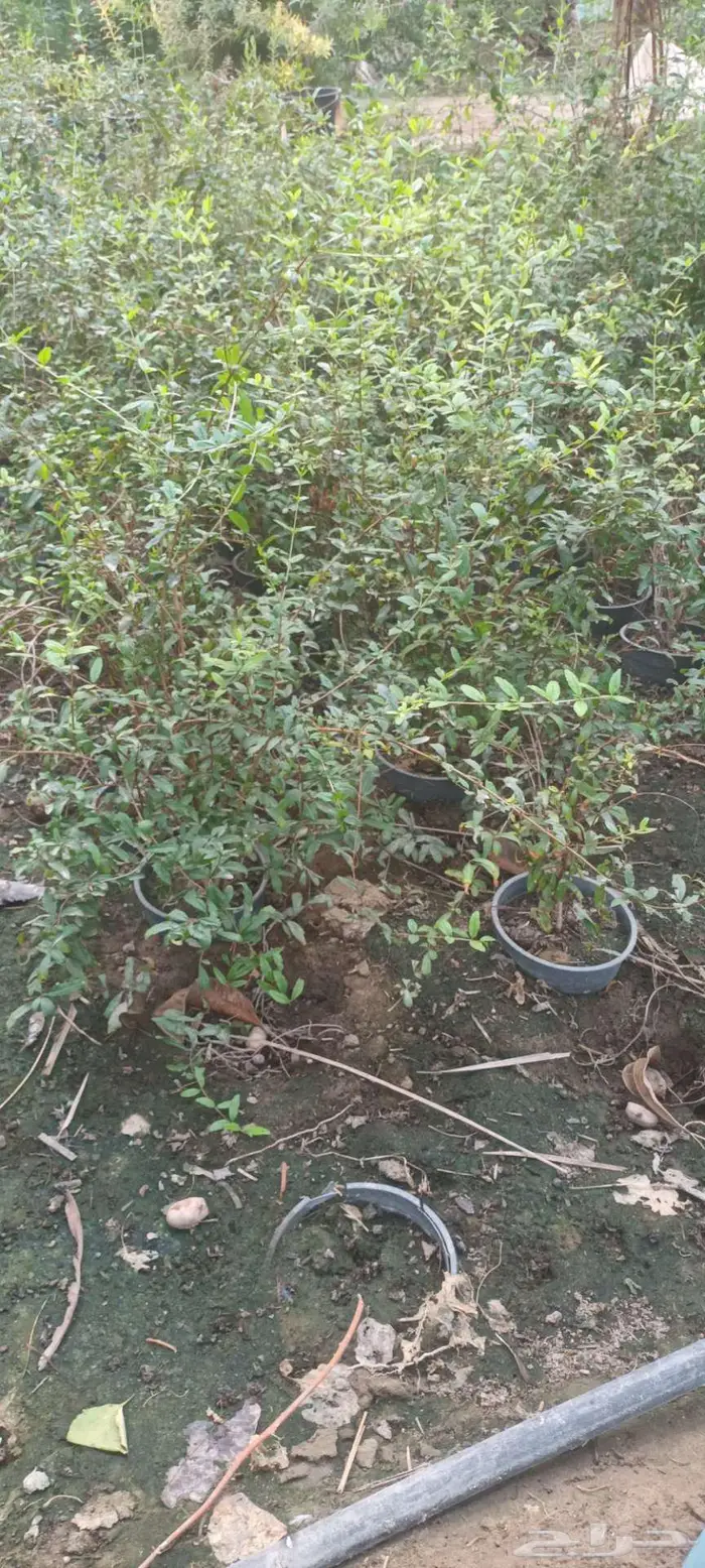 شتلات وبذور على عشره ريال   الاحساء الحليله 2