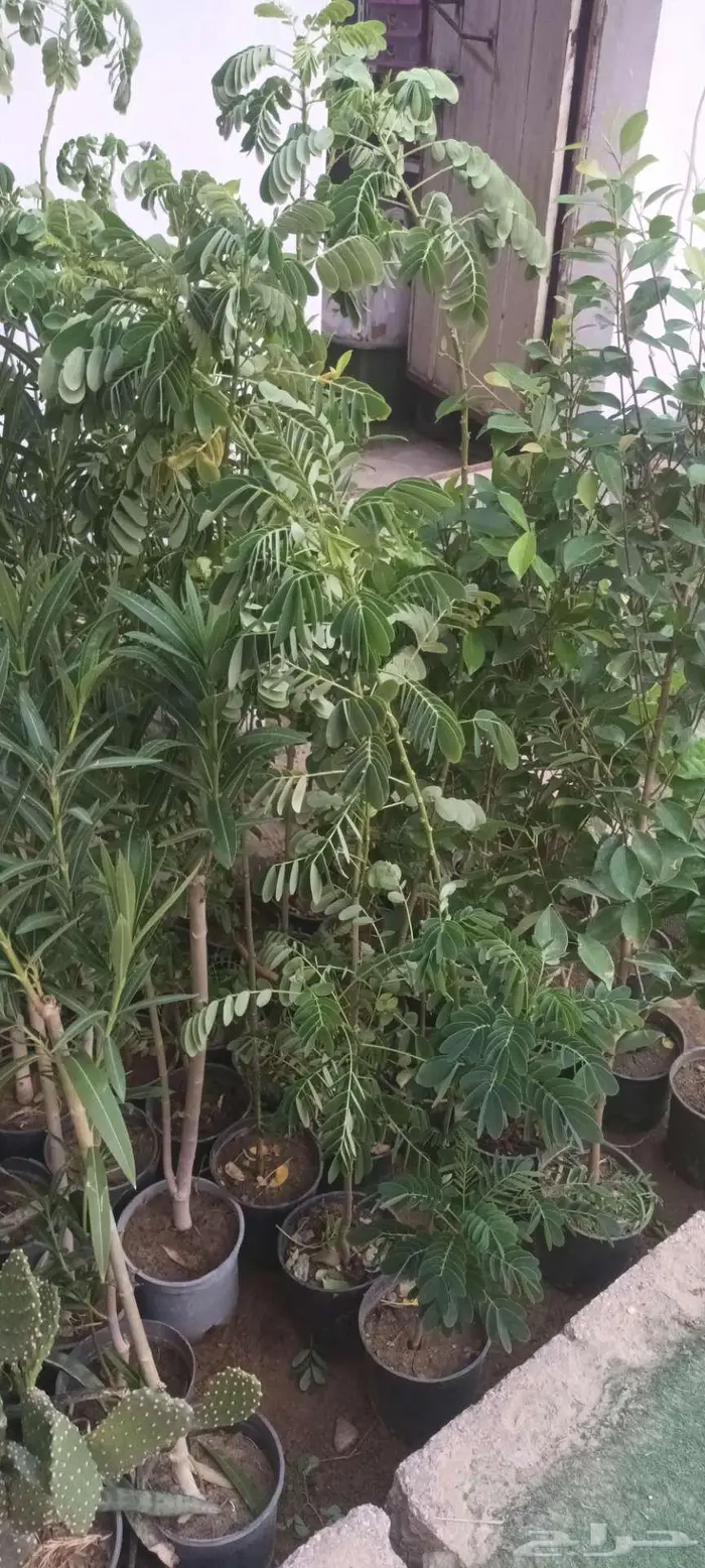 شتلات وبذور على عشره ريال   الاحساء الحليله 0
