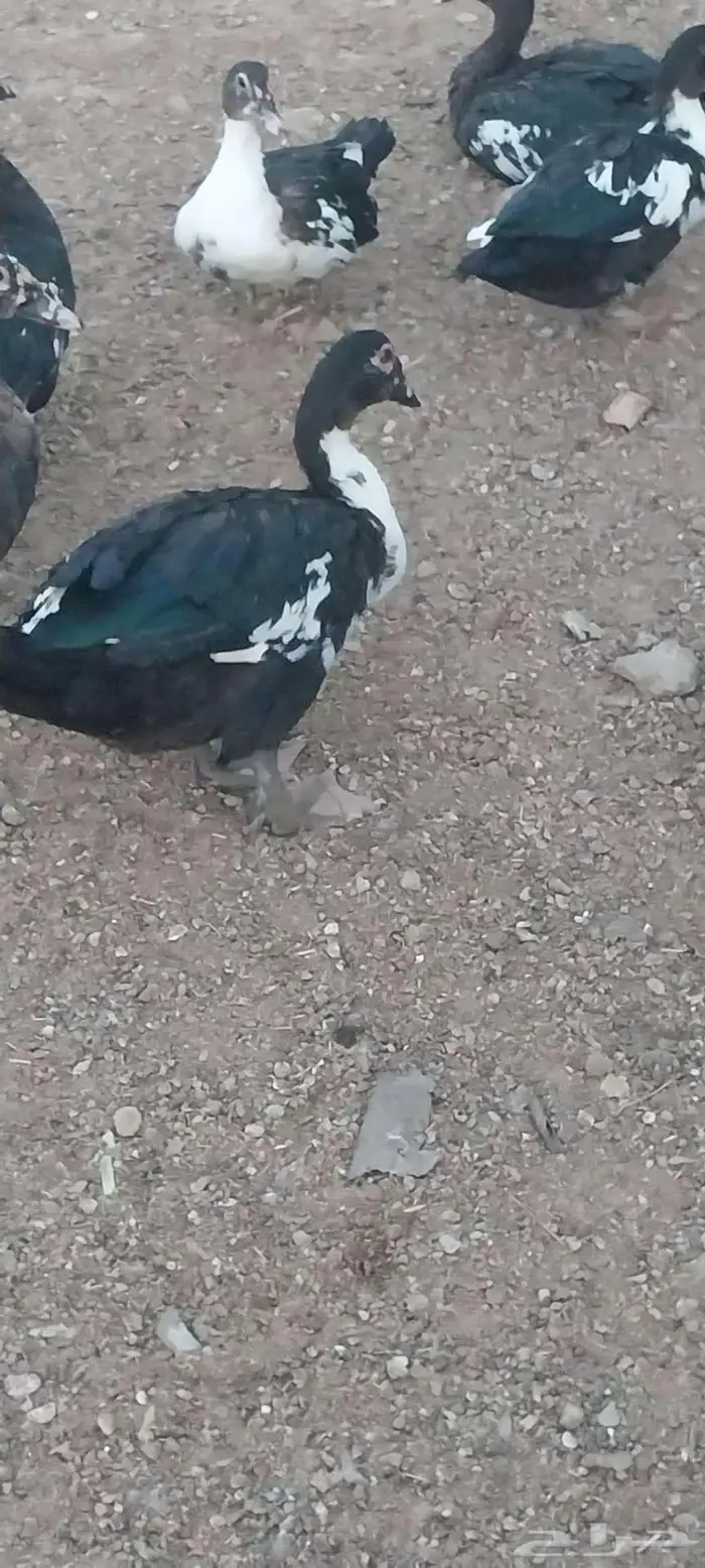 بط مصري 3