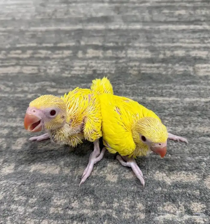 للبيع فرخين دره هولندي(تم البيع) 0