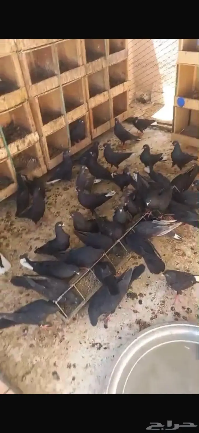 قطايف ترثه قديمه وحده 0