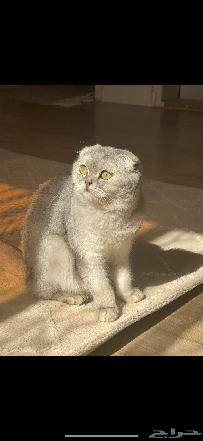 سكوتش فولد ذكر سنة ونصف 0