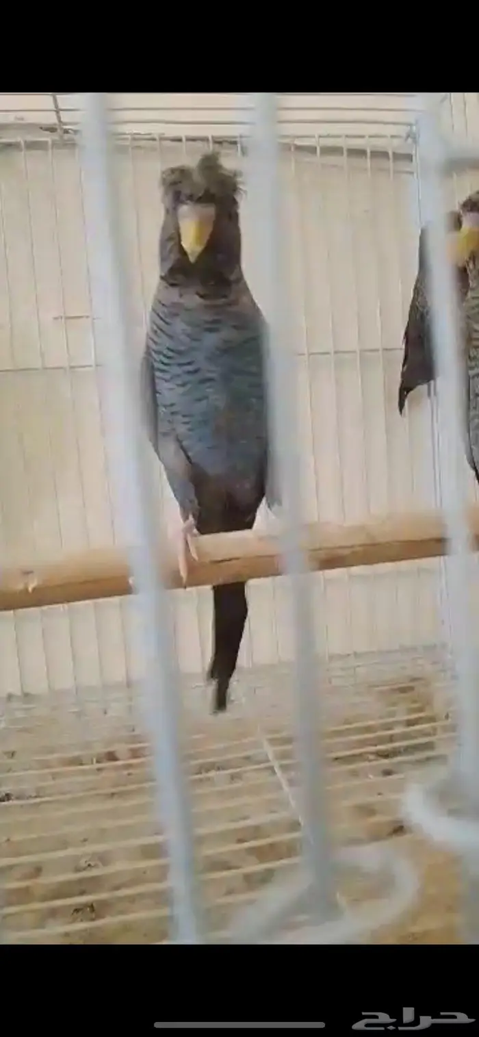 بادجي دبل بلاك 2