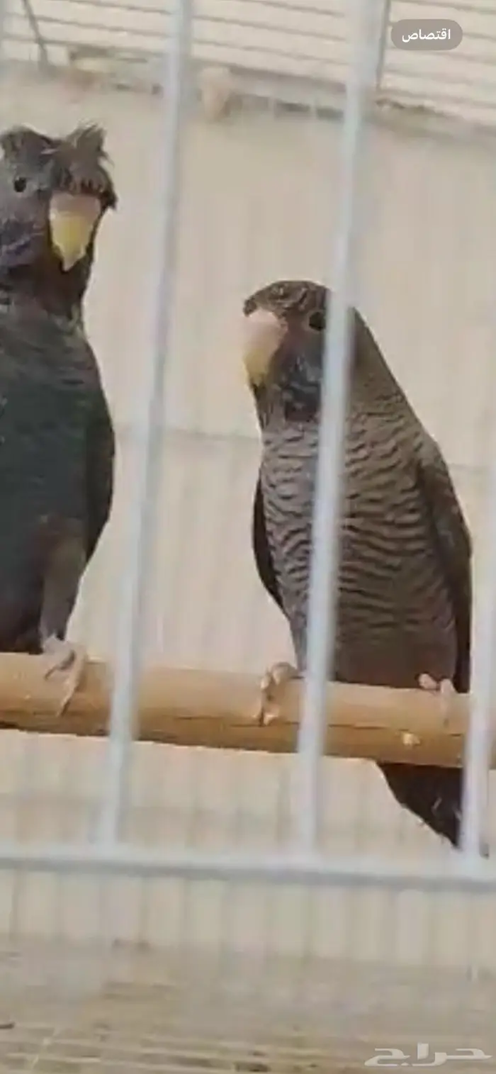 بادجي دبل بلاك 1