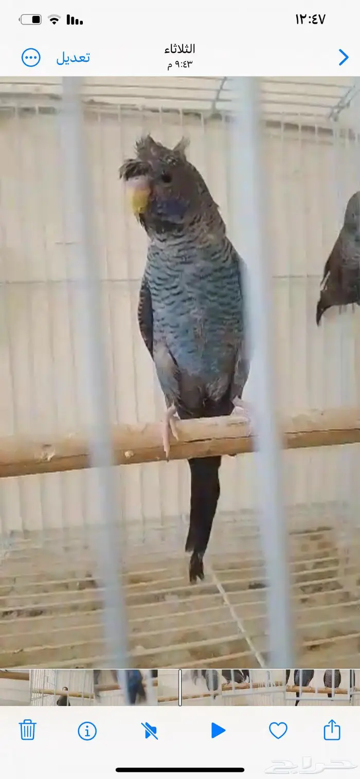 بادجي دبل بلاك 3
