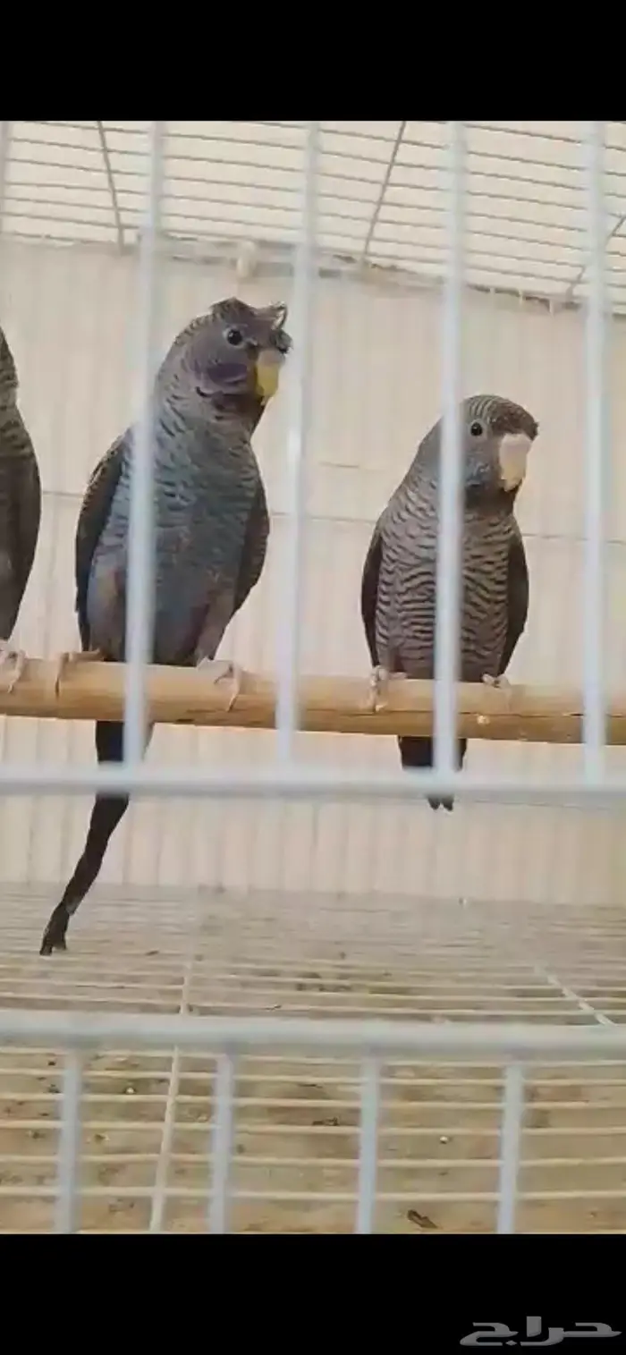 بادجي دبل بلاك 0