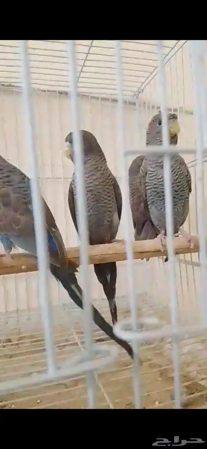 بادجي دبل بلاك 4
