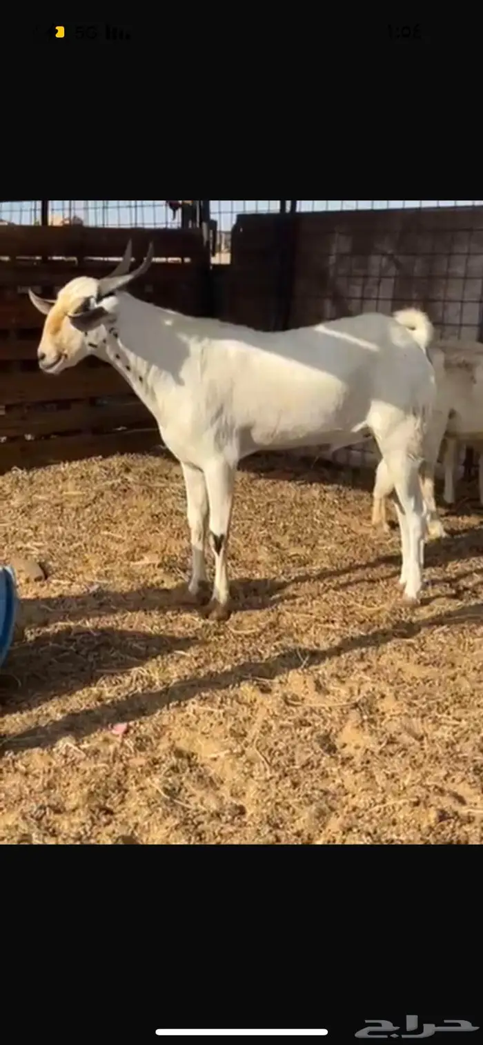 ينبع البحر 0