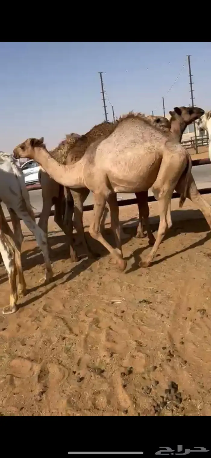 قعود طايش 0