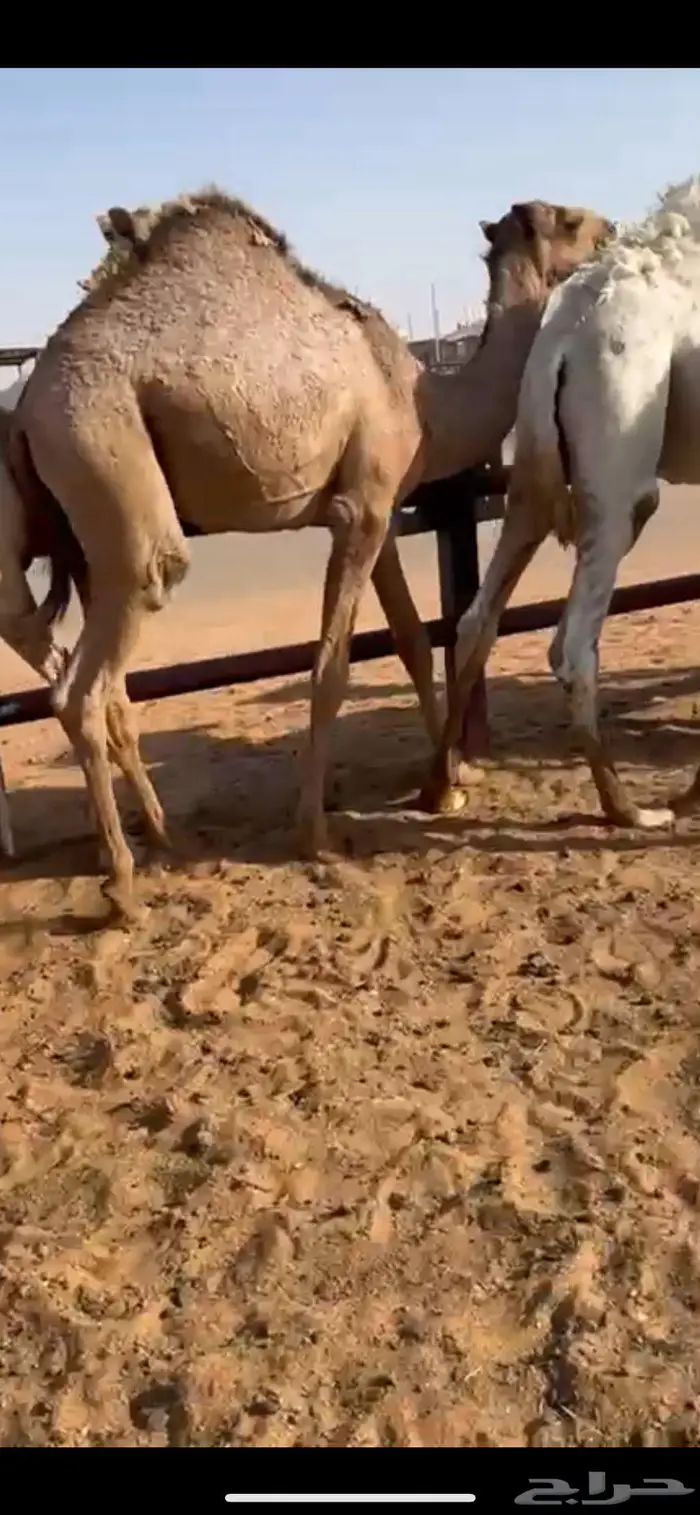 قعود طايش 2
