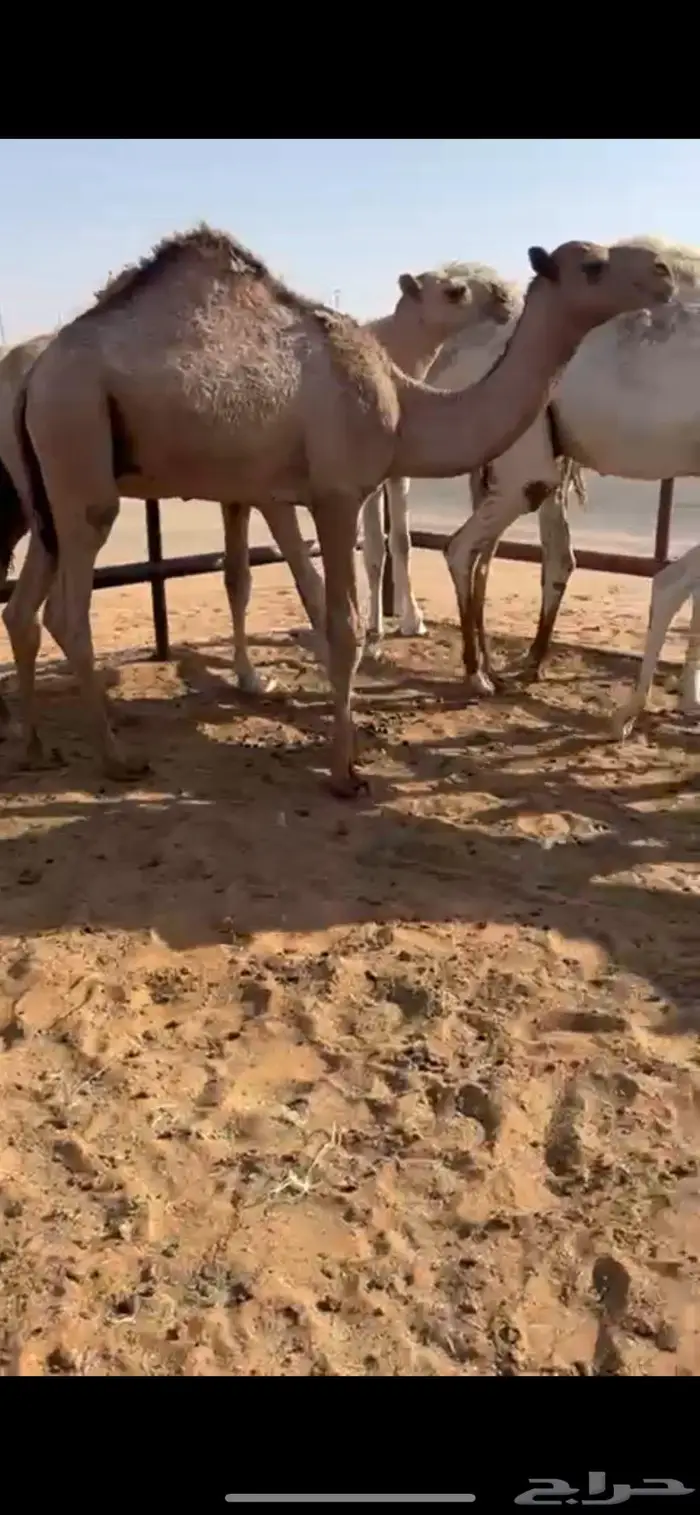 قعود طايش 1