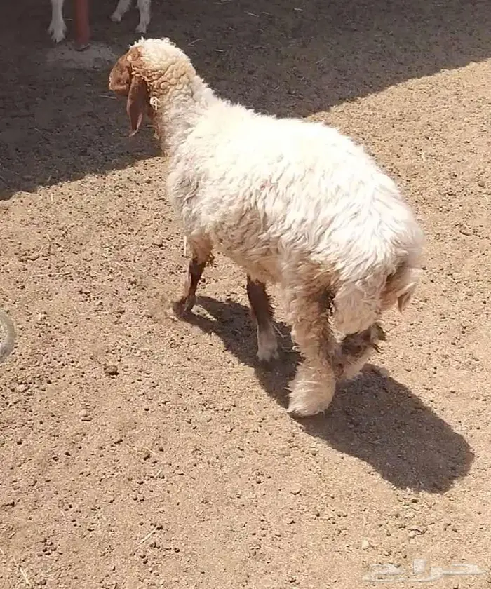 رخله سمين 7