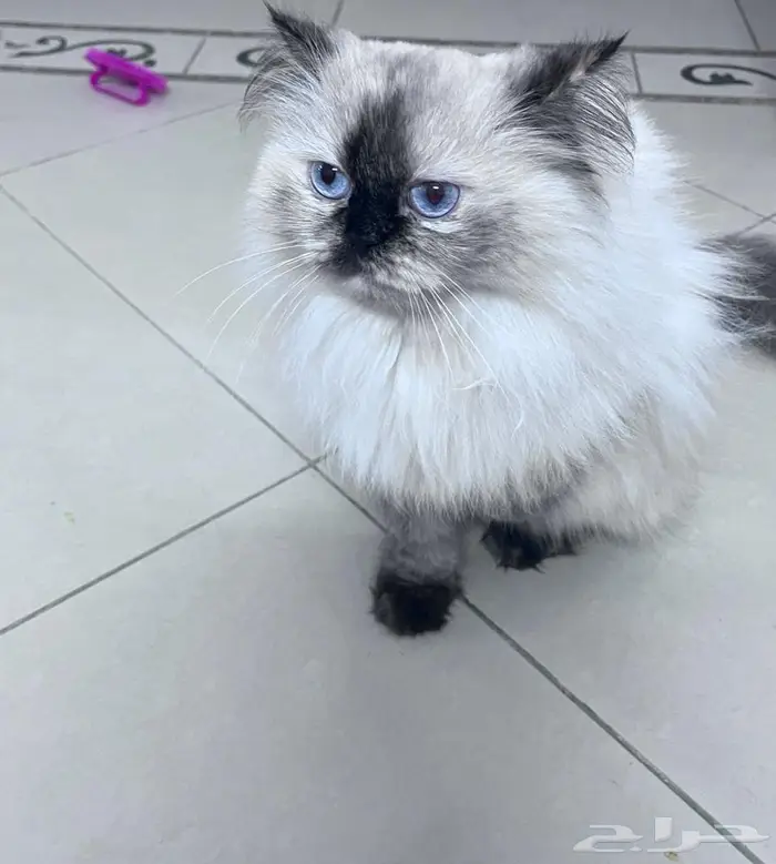 قطط هملايا 0