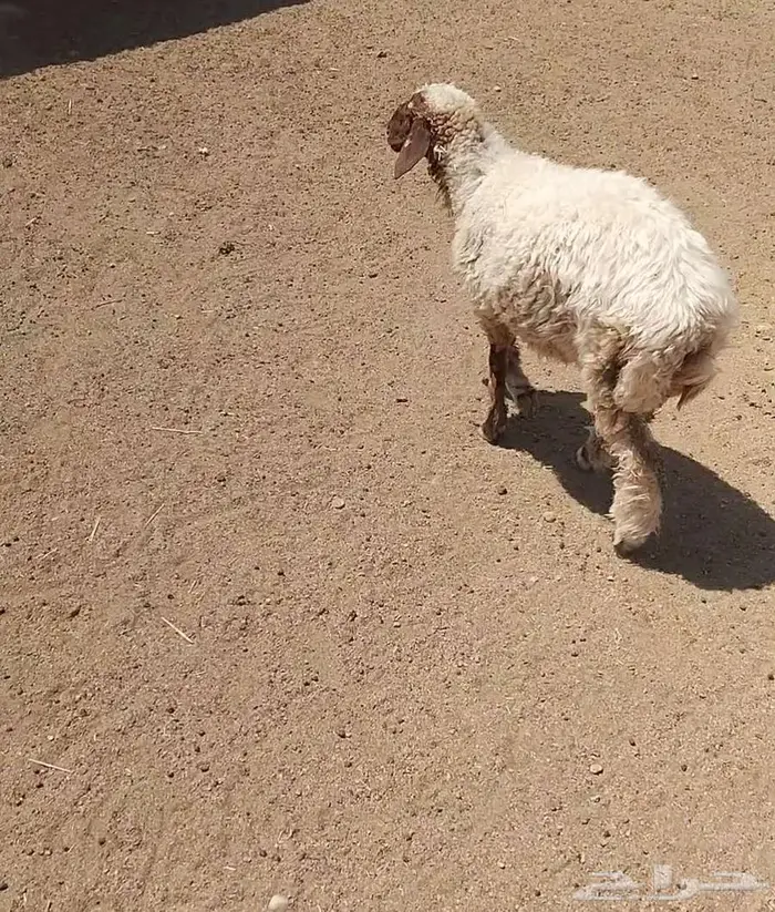 رخله سمين 2